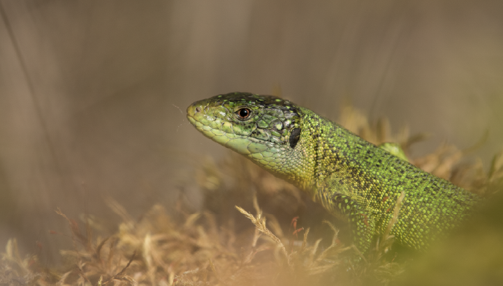 Participez à l’inventaire du lézard à deux raies dans le cadre de l’ABI !